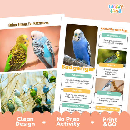 Promotional graphic for a 'Wiffy Land' budgerigar animal research page activity. The image shows a printed educational poster layout with photos of two budgerigars, text boxes covering appearance, habitat, adaptations, life cycle, diet, and interesting facts, and decorative peach and coral banner elements at the bottom with the text 'Other Image for References', 'Clean Design', 'No Prep Activity', and 'Print & GO'.