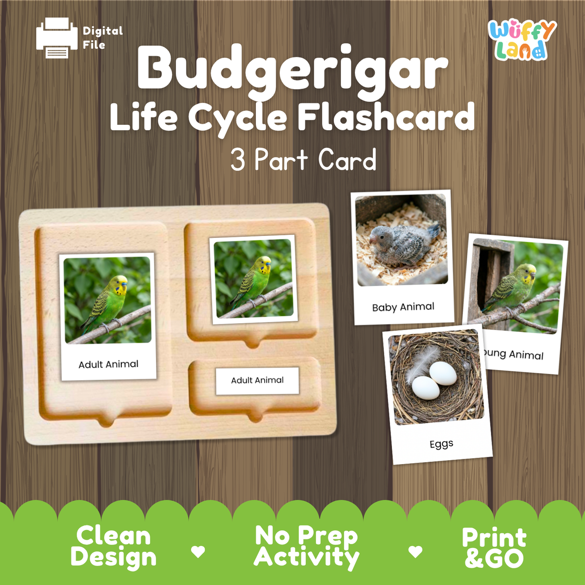 Digital product listing for a 'Budgerigar Life Cycle Flashcard' set by Wiffy Land. The image shows a wooden 3-part card tray with sample cards depicting adult budgerigars, baby budgerigars, eggs, and a nest, set against a brown wood-grain background with green and white promotional banners at the bottom.