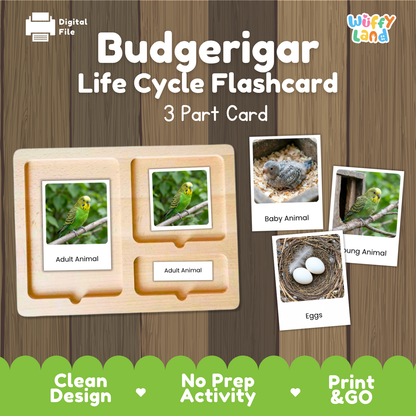 Digital product listing for a 'Budgerigar Life Cycle Flashcard' set by Wiffy Land. The image shows a wooden 3-part card tray with sample cards depicting adult budgerigars, baby budgerigars, eggs, and a nest, set against a brown wood-grain background with green and white promotional banners at the bottom.