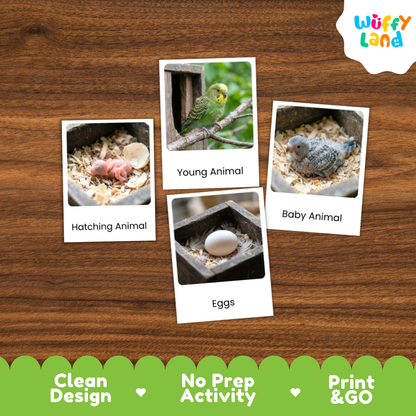 Budgerigar Life Cycle Flashcard 3 Part Card