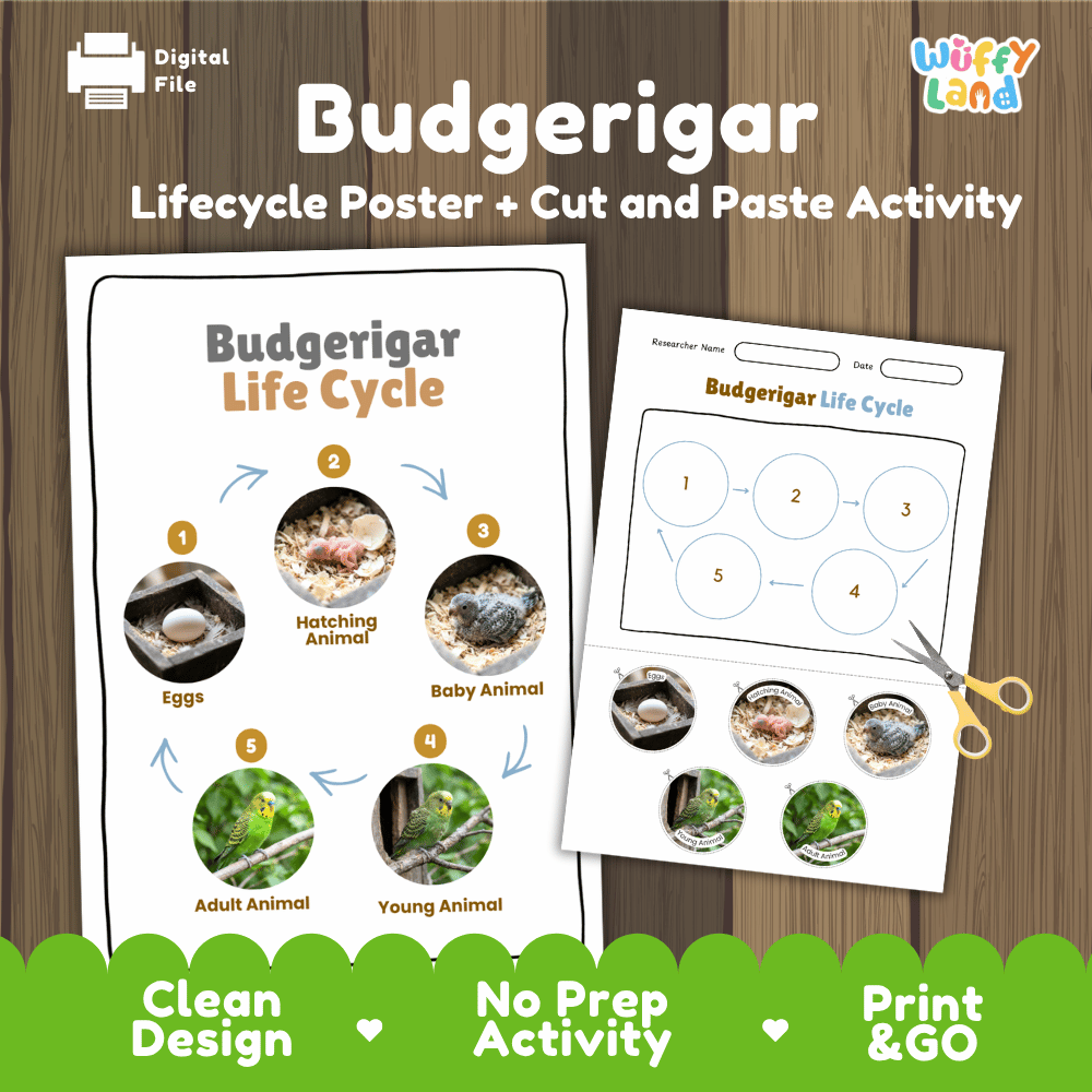 Budgerigar Life Cycle Poster and Cut and Paste Worksheet Activity