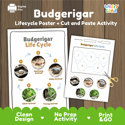 Budgerigar Life Cycle Poster and Cut and Paste Worksheet Activity