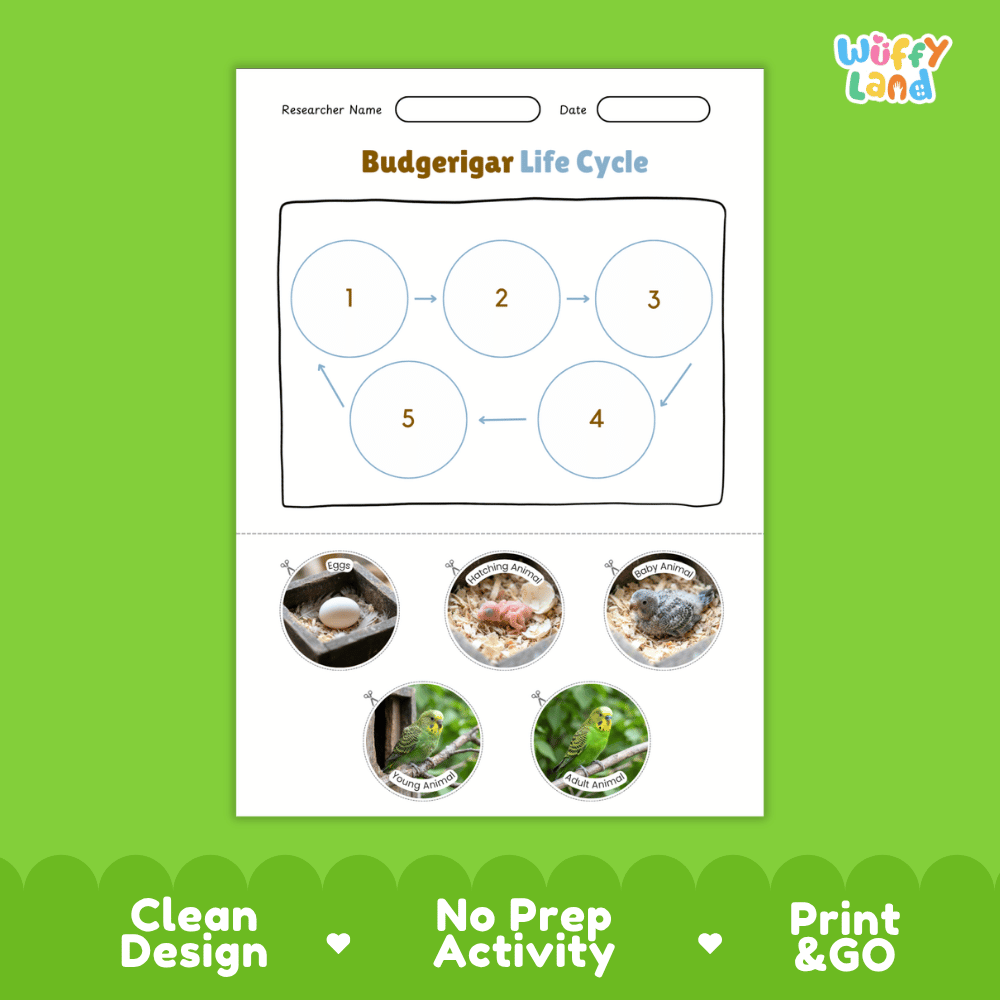 Budgerigar Life Cycle Poster and Cut and Paste Worksheet Activity