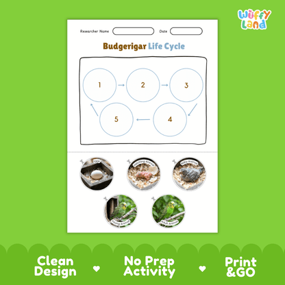 Budgerigar Life Cycle Poster and Cut and Paste Worksheet Activity