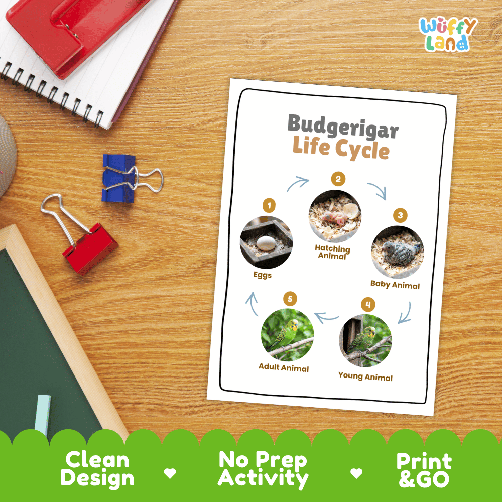 Budgerigar Life Cycle Poster and Cut and Paste Worksheet Activity