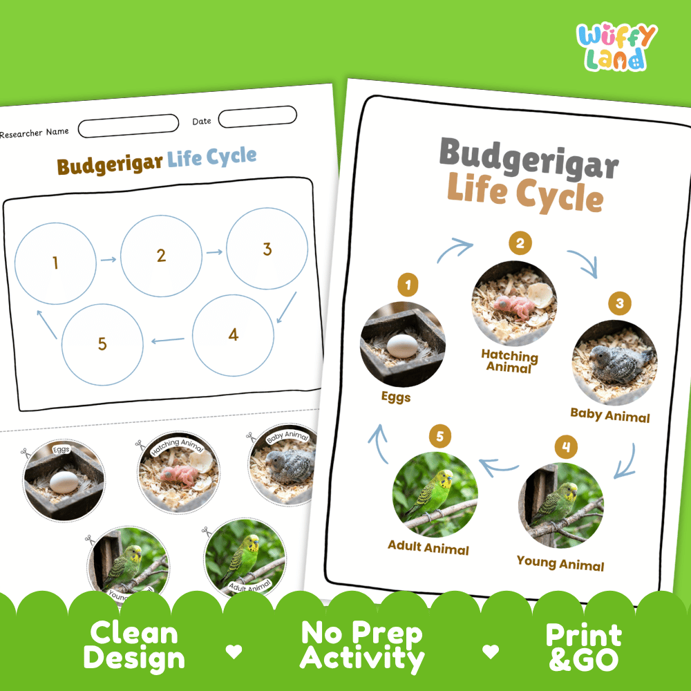 Budgerigar Life Cycle Poster and Cut and Paste Worksheet Activity