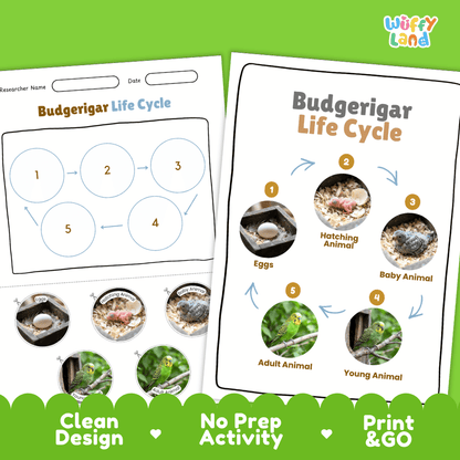 Budgerigar Life Cycle Poster and Cut and Paste Worksheet Activity