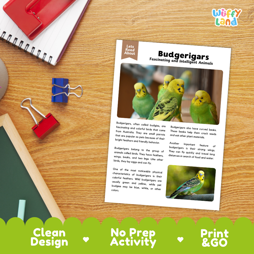 An educational activity sheet about budgerigars laid on a wooden desk, surrounded by school supplies like a red notebook, blue and red binder clips, and a pencil. The sheet has text and two photos of green budgerigars.