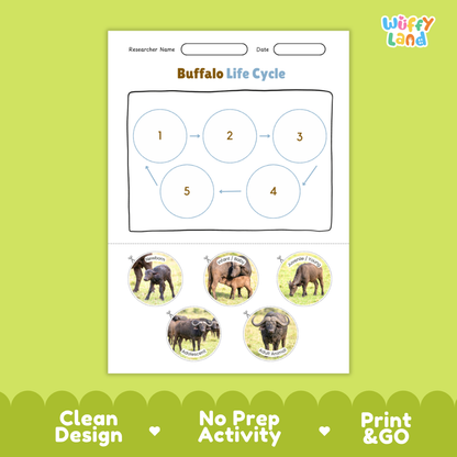 Buffalo life cycle educational poster showing newborn infant juvenile adolescent and adult animal stages with real photos