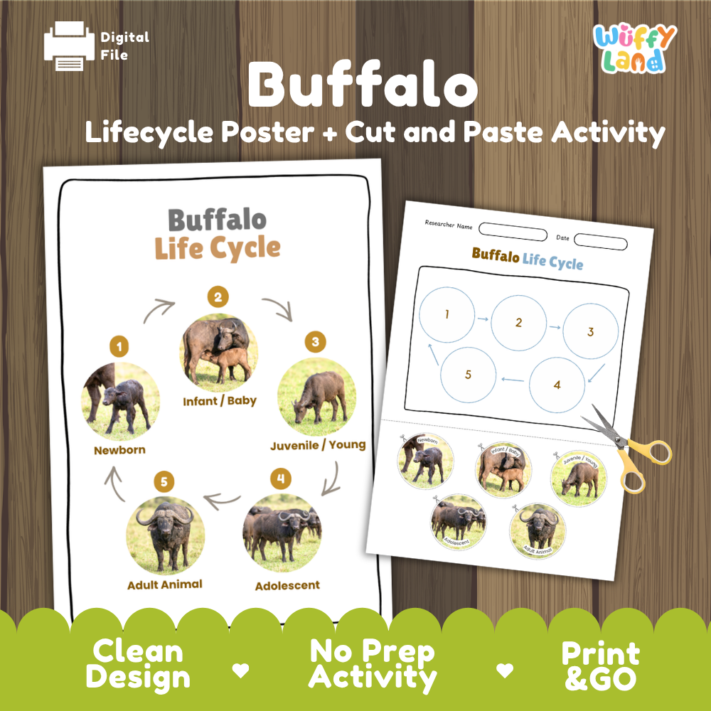 Buffalo lifecycle poster and cut and paste activity cover showing 5 stage life cycle reference sheet and student cut and paste worksheet