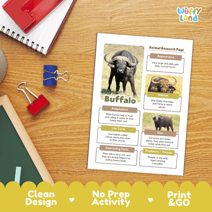 An educational animal research page about Buffalo displayed on a wooden desk, surrounded by school supplies like a red notebook, binder clips, and a chalkboard. The page features a clean layout with a buffalo illustration and text boxes.