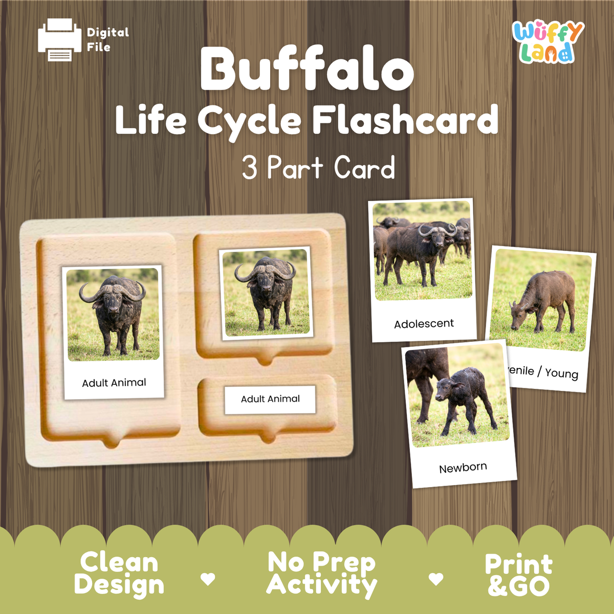 Buffalo Life Cycle Flashcard activity set by Wiffy Land, featuring a 3-part wooden card tray with labeled sections for Adult Animal, Adult Animal, and Newborn, alongside sample photo cards showing buffalo in different life stages, on a wood-grain background.