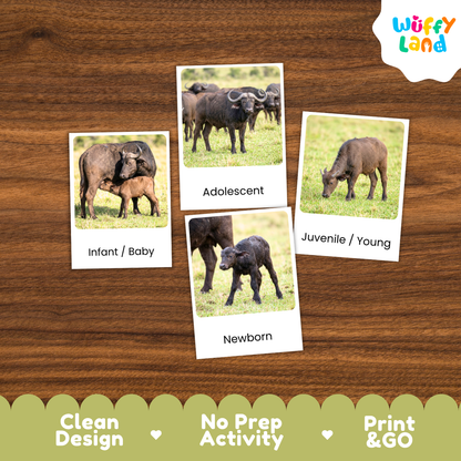 Four educational animal cards showing different stages of a buffalo (infant, adolescent, juvenile, newborn) arranged on a brown wood-grain background. The brand logo 'Wuffi Land' is visible in the top right corner.