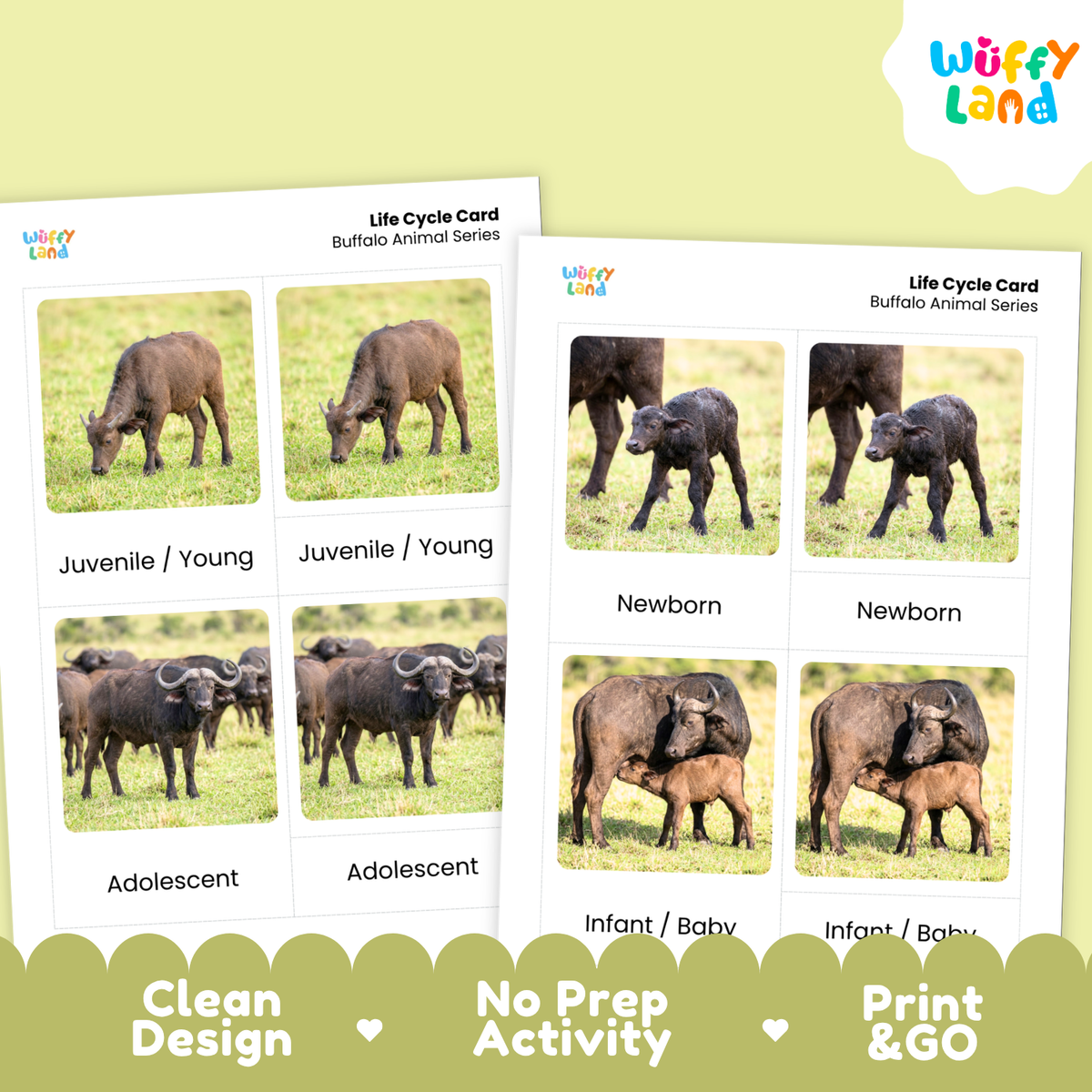 Two printed buffalo life cycle cards shown on a pale yellow-green background with a decorative scalloped banner at the bottom. The cards feature labeled panels for Juvenile/Young, Adolescent, Newborn, and Infant/Baby with photos of buffalo animals.