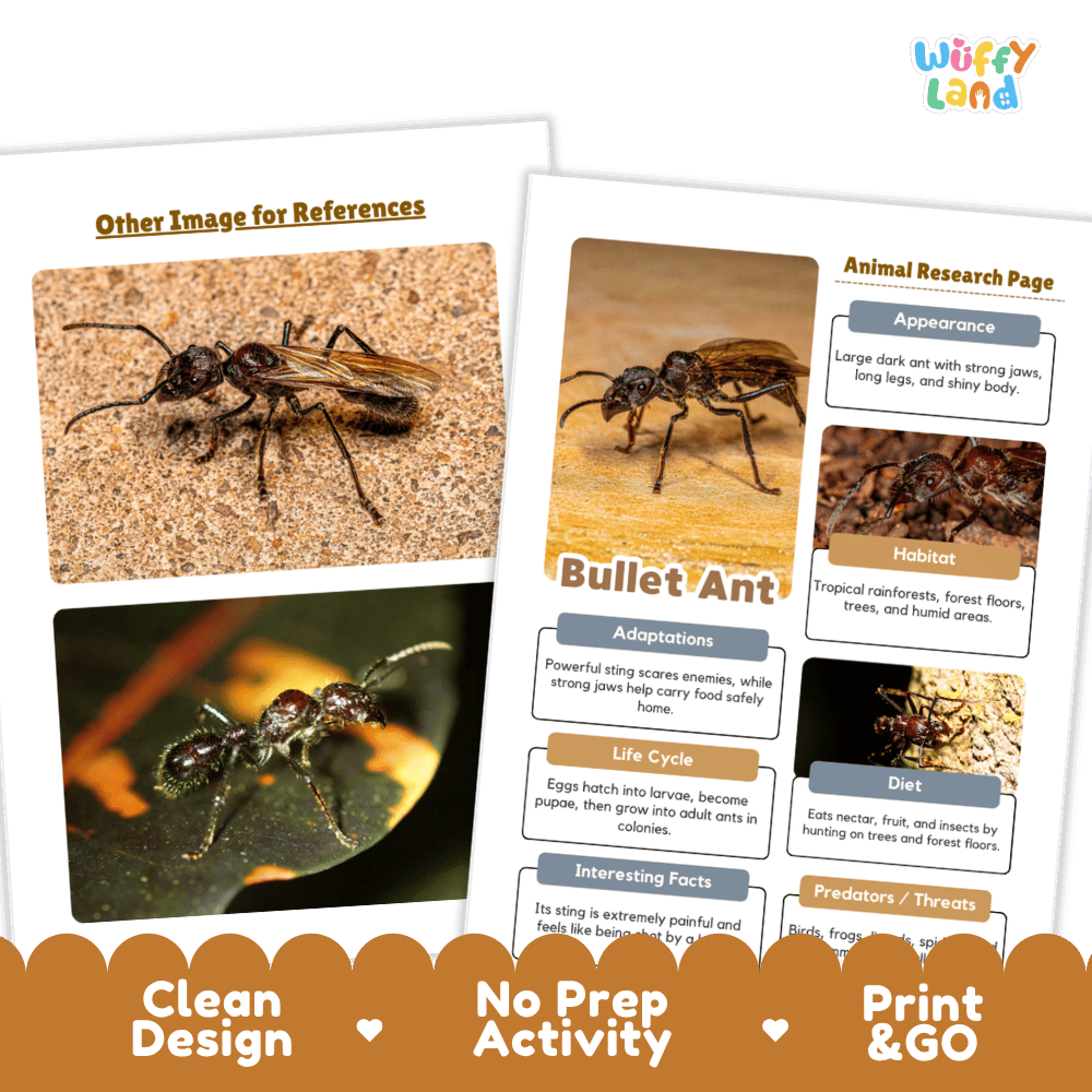 Bullet Ant Animal Research Project Worksheets and Fact Sheet Activity