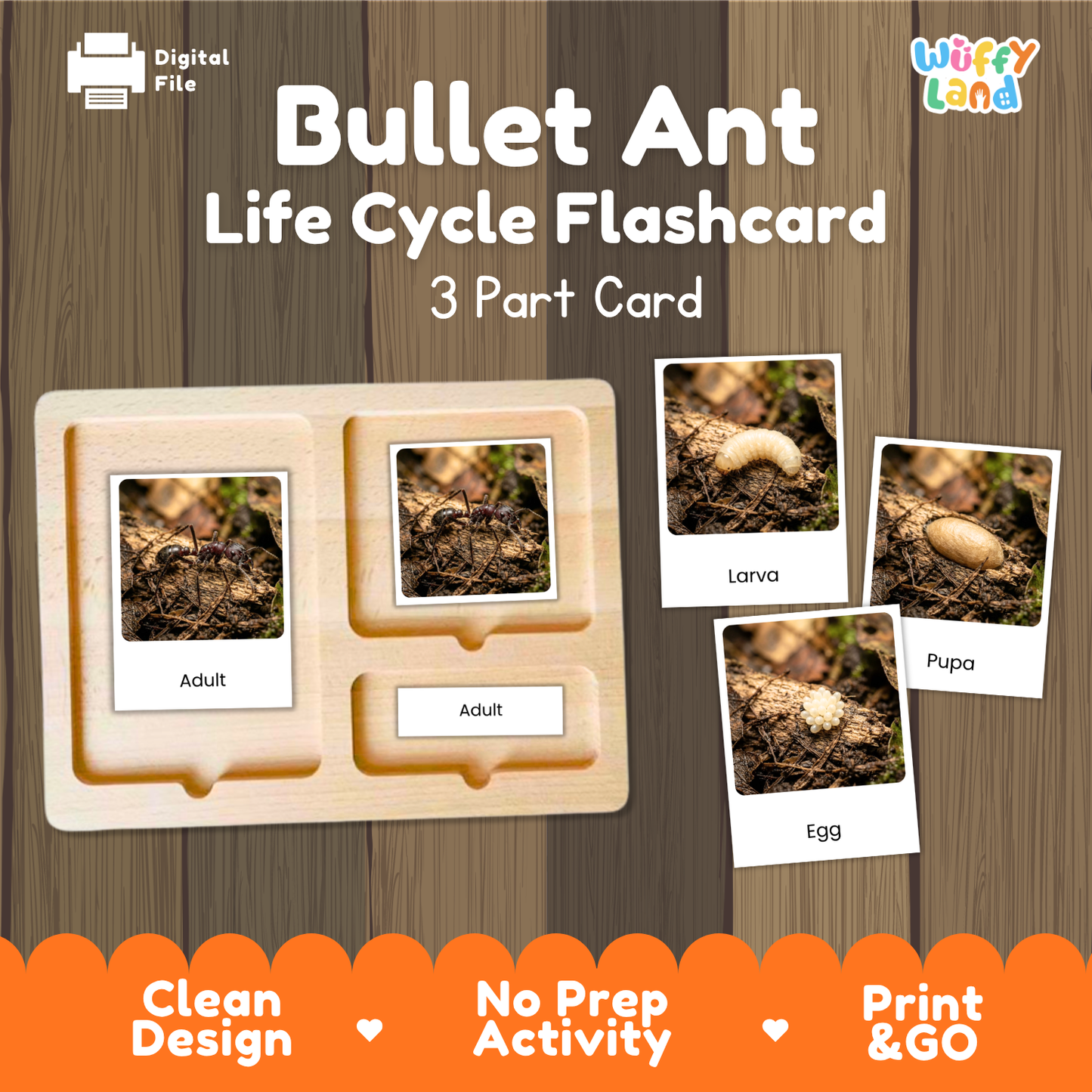 Bullet Ant Life Cycle Flashcard 3 Part Cards Science Activity Printable