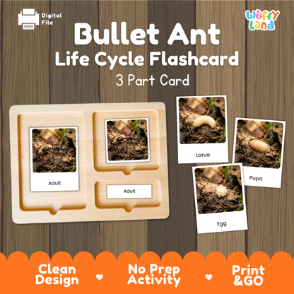 Bullet Ant Life Cycle Flashcard 3 Part Cards Science Activity Printable