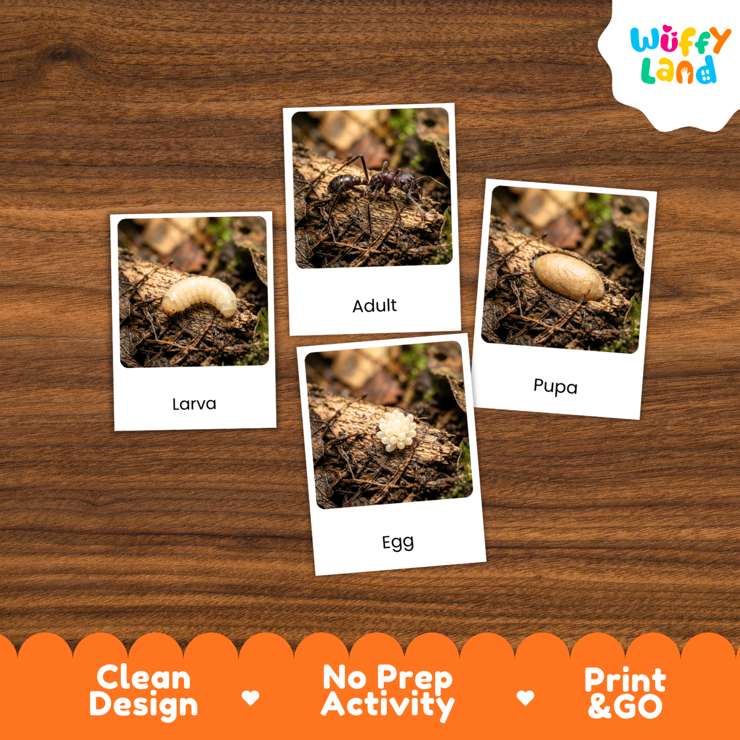 Bullet Ant Life Cycle Flashcard 3 Part Cards Science Activity Printable