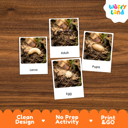 Bullet Ant Life Cycle Flashcard 3 Part Cards Science Activity Printable