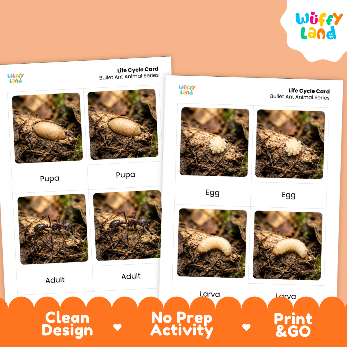 Bullet Ant Life Cycle Flashcard 3 Part Cards Science Activity Printable