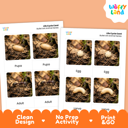 Bullet Ant Life Cycle Flashcard 3 Part Cards Science Activity Printable
