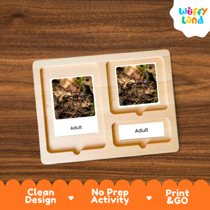 Bullet Ant Life Cycle Flashcard 3 Part Cards Science Activity Printable