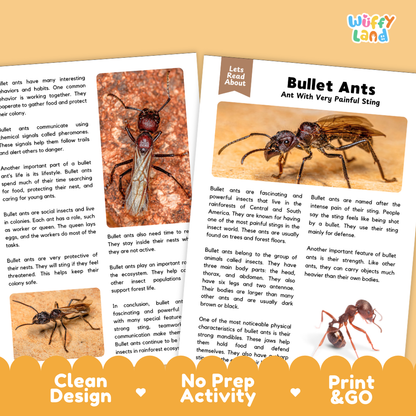Two educational booklets about bullet ants displayed on a white background with an orange banner at the bottom. The booklets feature a photo of a real bullet ant on the cover and text about their social insects behavior.