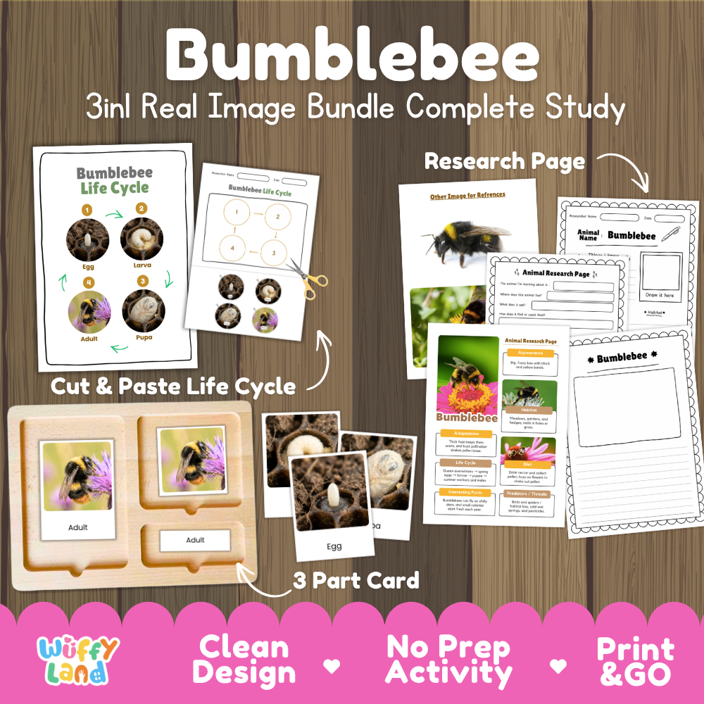 Bumblebee 3-in-1 real image bundle complete study cover showing cut and paste life cycle, 3 part cards, and research pages