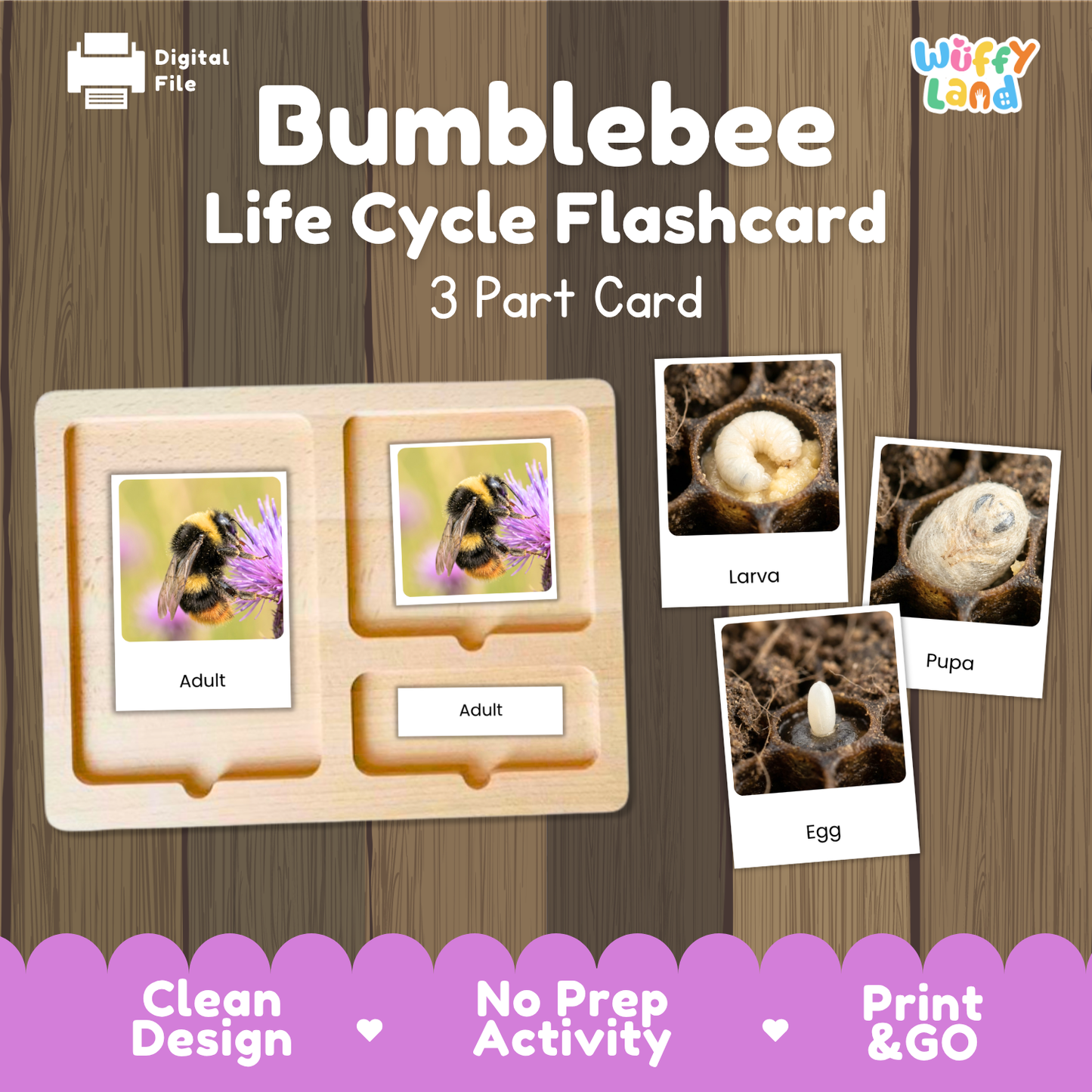 Bumblebee Life Cycle Flashcard 3 Part Cards Science Activity Printable