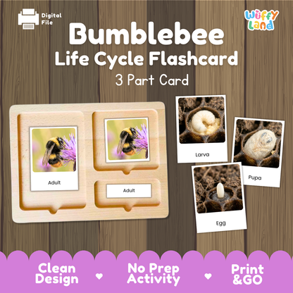 Bumblebee Life Cycle Flashcard 3 Part Cards Science Activity Printable