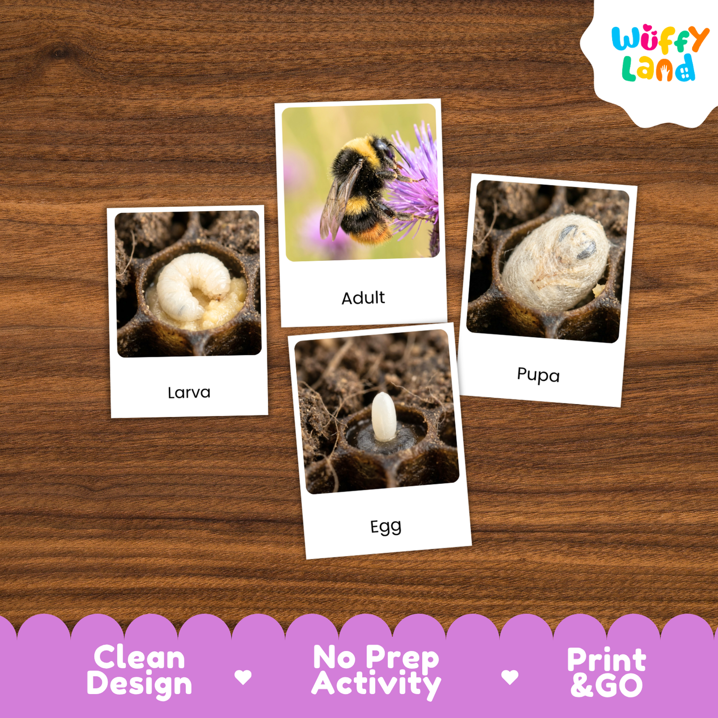 Bumblebee Life Cycle Flashcard 3 Part Cards Science Activity Printable