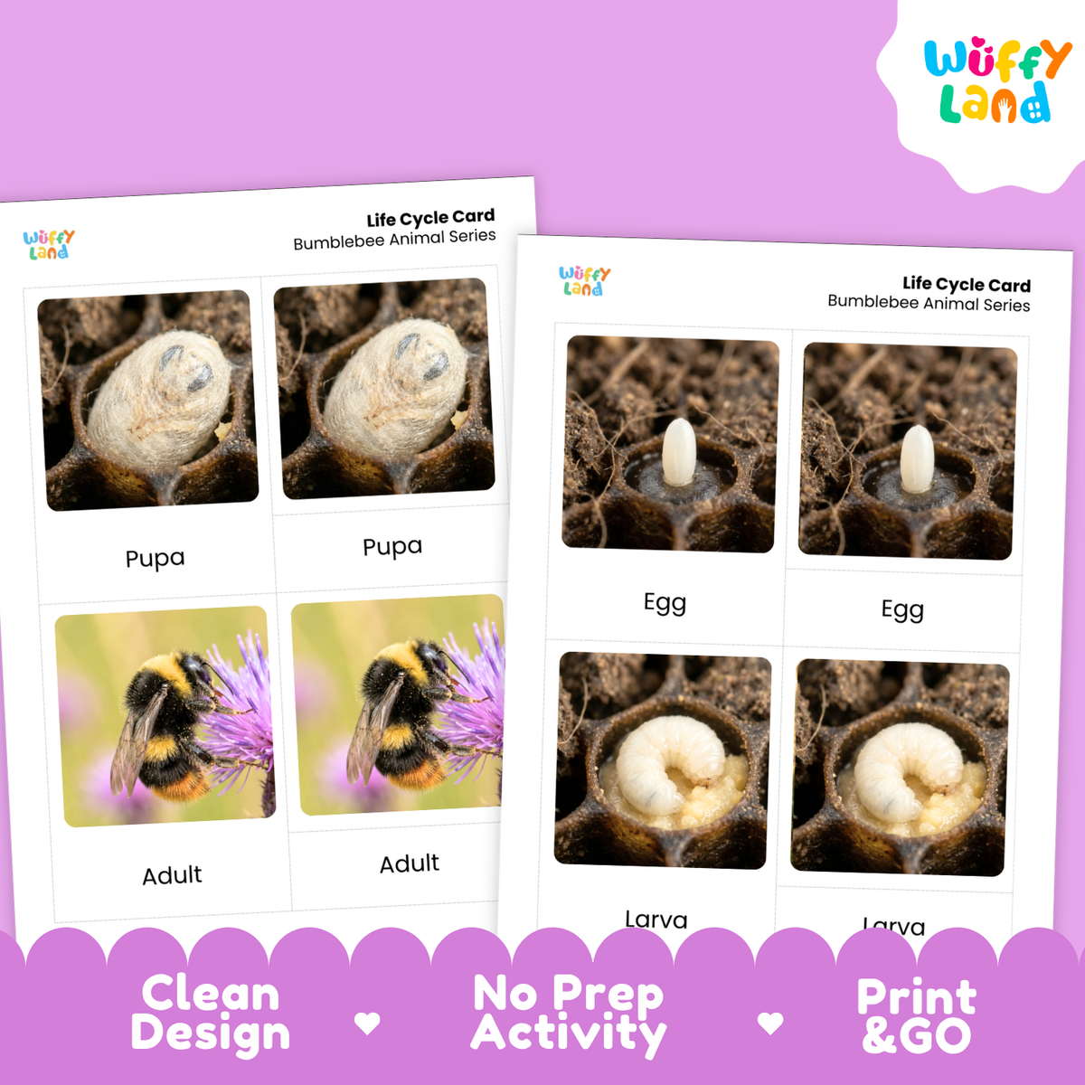Bumblebee Life Cycle Flashcard 3 Part Cards Science Activity Printable
