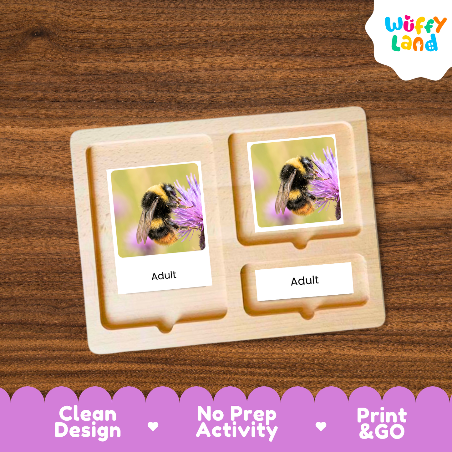Bumblebee Life Cycle Flashcard 3 Part Cards Science Activity Printable