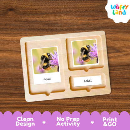 Bumblebee Life Cycle Flashcard 3 Part Cards Science Activity Printable