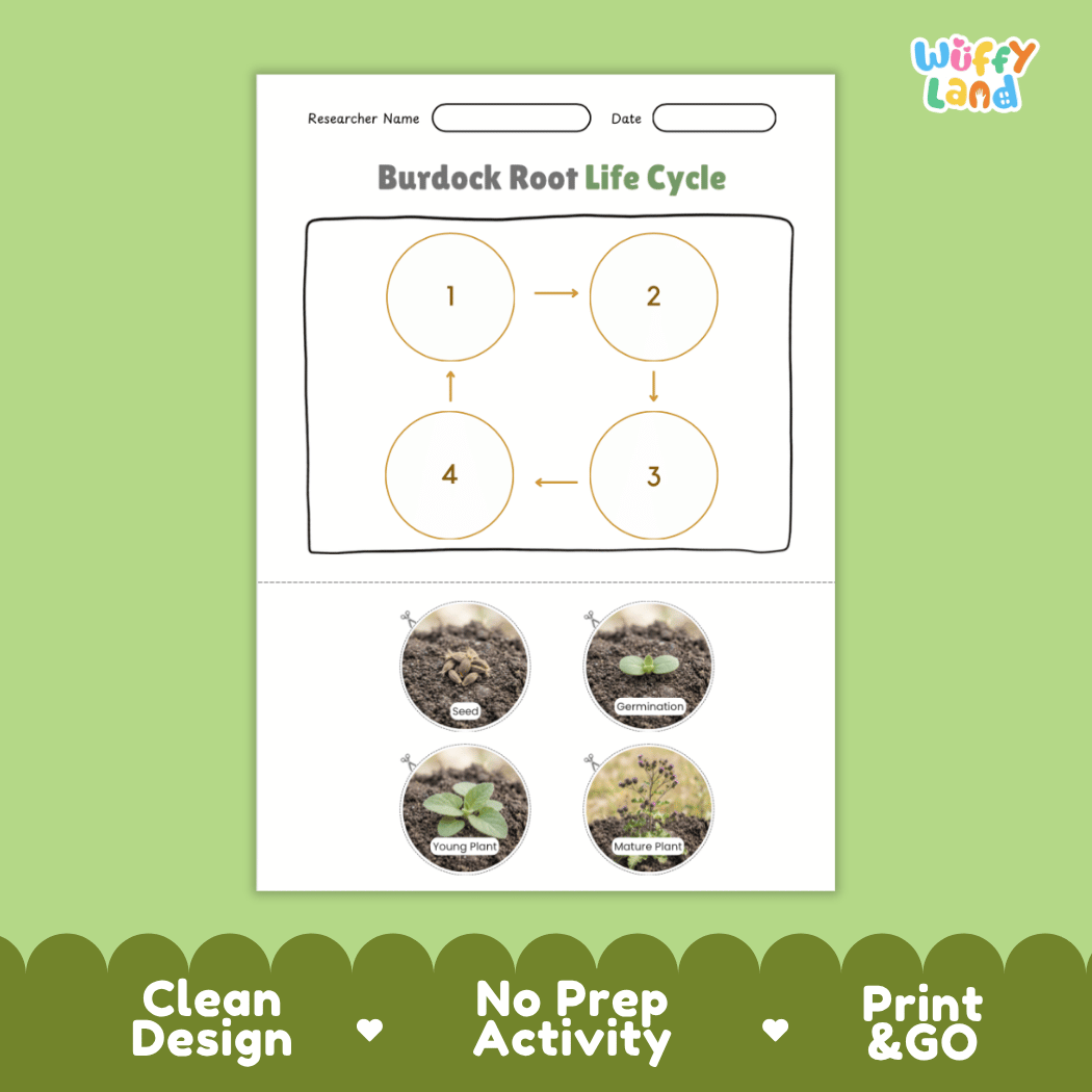 Educational reference poster showing four realistic photo stages of a burdock root life cycle including seed, germination, young plant, and mature plant
