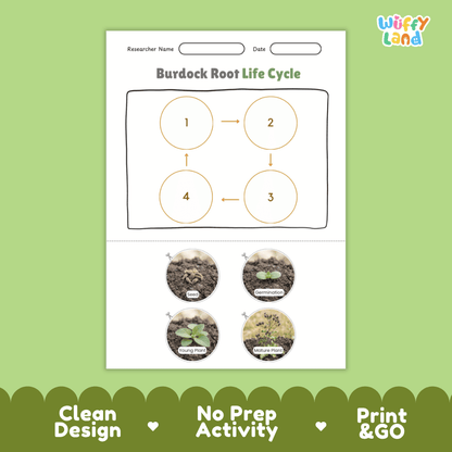 Educational reference poster showing four realistic photo stages of a burdock root life cycle including seed, germination, young plant, and mature plant