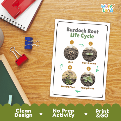 Hands-on cut and paste science worksheet for students to cut real photo tokens and sequence burdock root growth stages onto numbered circles