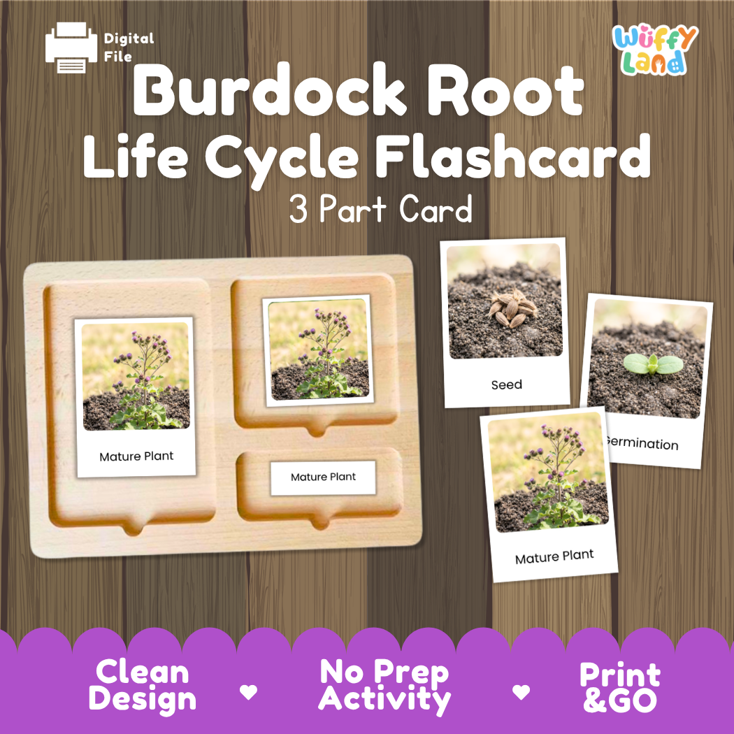 Burdock Root Life Cycle Flashcard set by Wiffy Land, featuring a 3-part wooden card tray with photos of seed, germination, and mature plant stages, shown on a wood-grain background with promotional text.