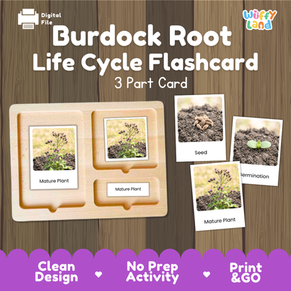 Burdock Root Life Cycle Flashcard set by Wiffy Land, featuring a 3-part wooden card tray with photos of seed, germination, and mature plant stages, shown on a wood-grain background with promotional text.