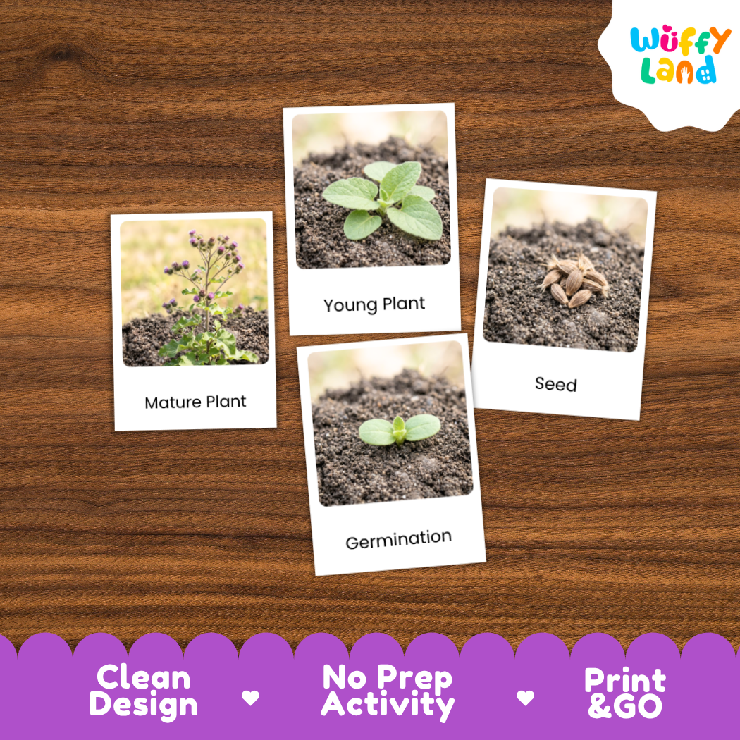 Four educational seed-to-plant activity cards showing 'Mature Plant', 'Young Plant', 'Seed', and 'Germination' photos arranged on a brown wood background. The brand 'Wuffi Land' appears in the top right, and a purple banner at the bottom reads 'Clean Design', 'No Prep Activity', and 'Print & GO'.
