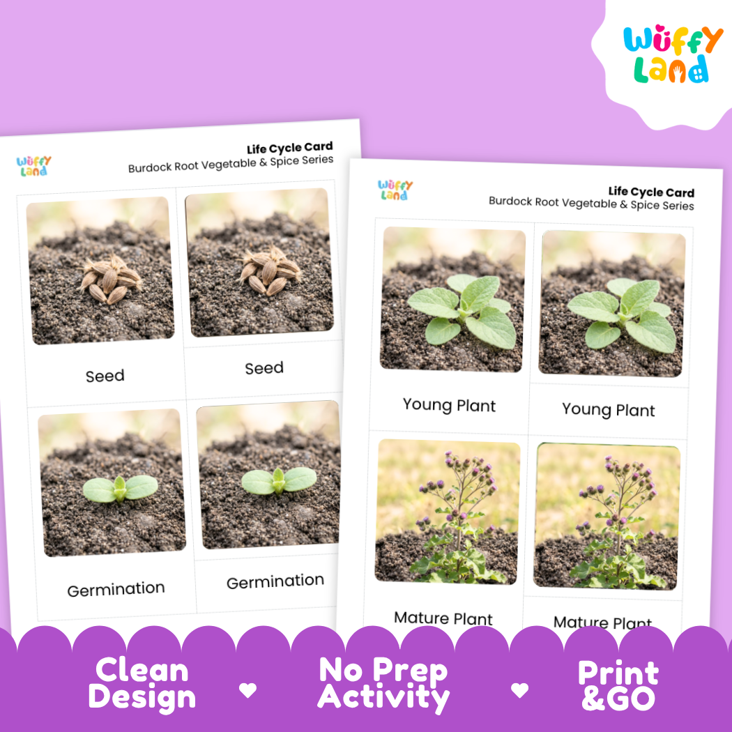 Two printed life cycle cards for burdock root vegetable and spice series shown on a purple background. The cards show labeled photos of seed, young plant, germination, and mature plant stages.