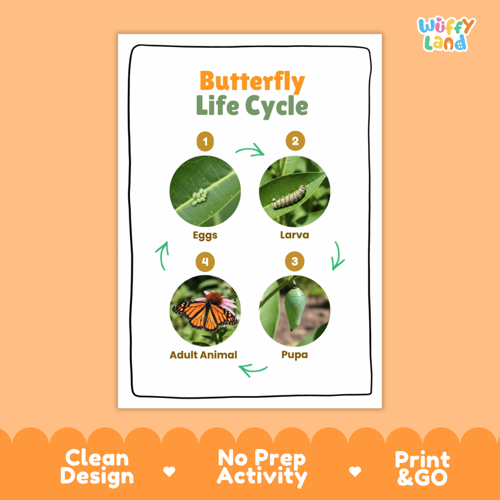 Butterfly Life Cycle Poster and Cut and Paste Activity Worksheets