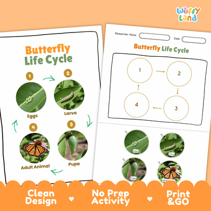 Butterfly Life Cycle Poster and Cut and Paste Activity Worksheets
