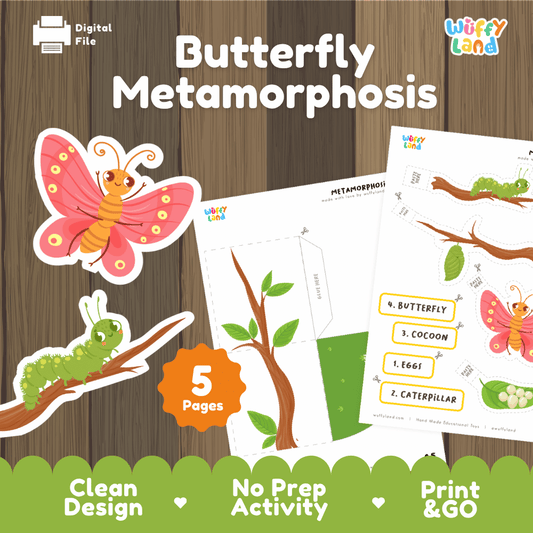 Butterfly Metamorphosis