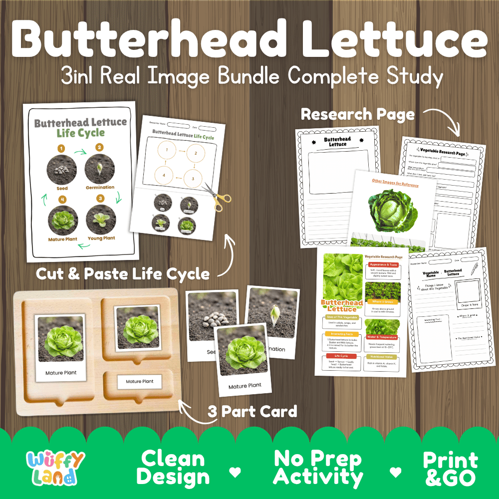 Butterhead lettuce 3in1 real image bundle complete study printable featuring life cycle cut and paste worksheets, Montessori 3-part cards, and research pages
