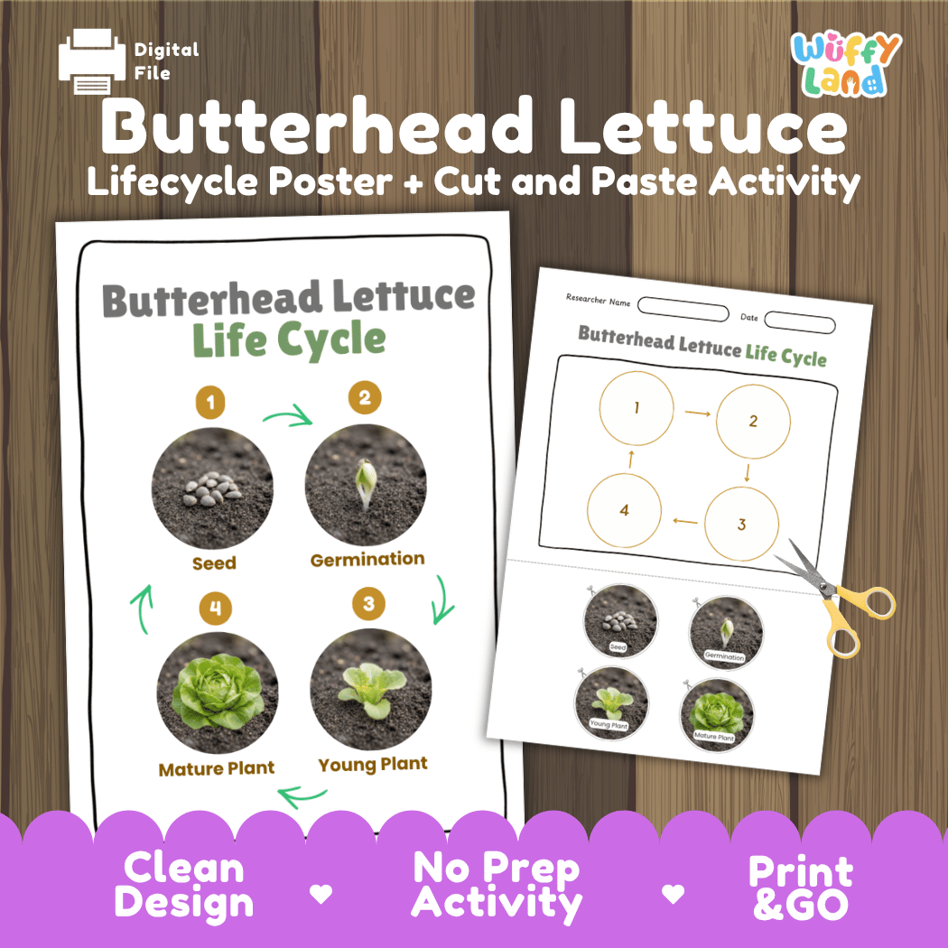 Butterhead lettuce plant life cycle educational printable pack cover showing visual reference poster and cut and paste sequencing worksheet with real photography
