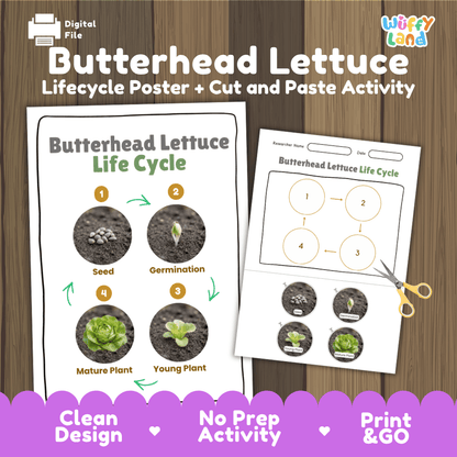 Butterhead lettuce plant life cycle educational printable pack cover showing visual reference poster and cut and paste sequencing worksheet with real photography