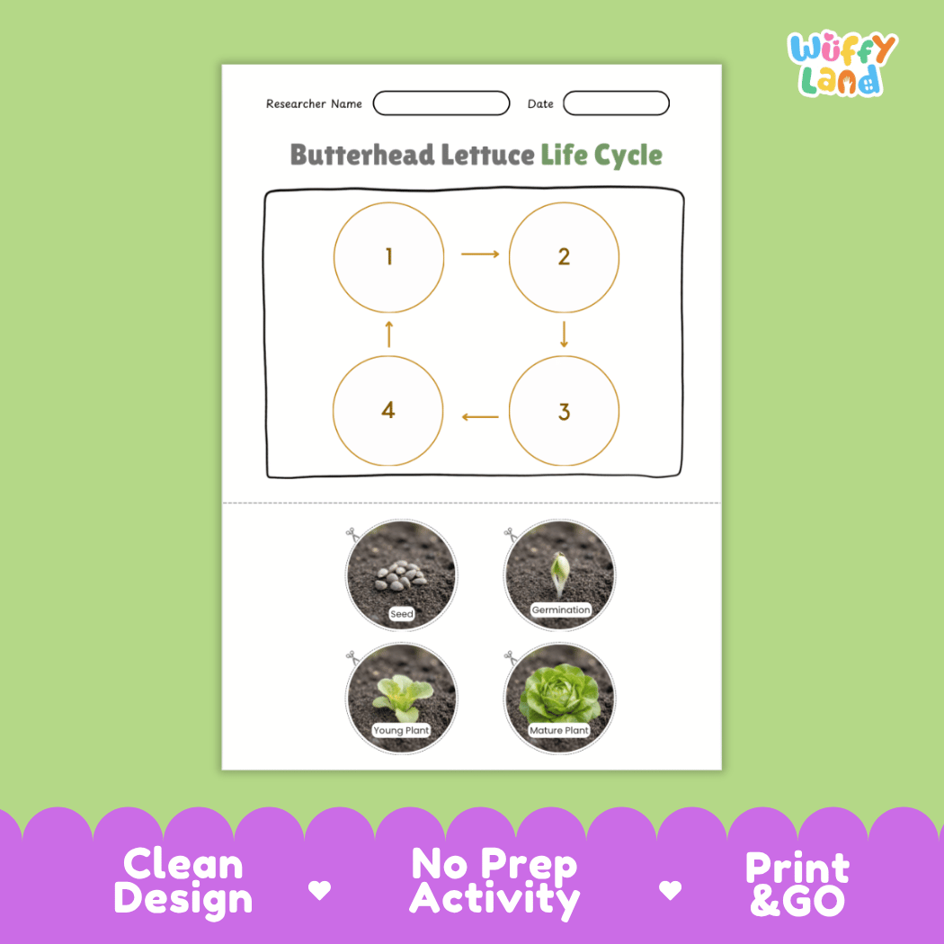 Educational reference poster showing four realistic photo stages of a butterhead lettuce life cycle including seed, germination, young plant, and mature plant