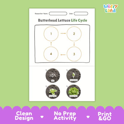 Educational reference poster showing four realistic photo stages of a butterhead lettuce life cycle including seed, germination, young plant, and mature plant