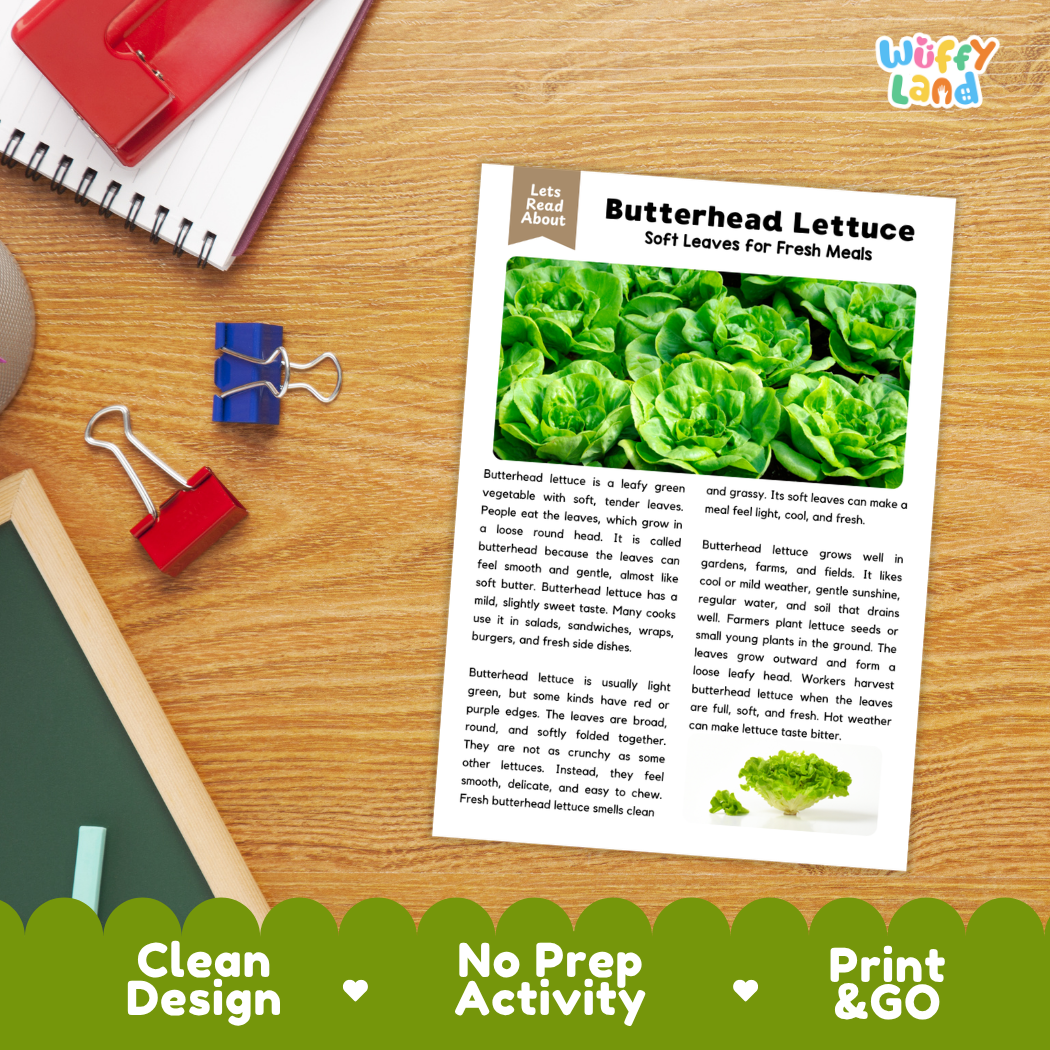 Student reading comprehension worksheet with short-answer questions and lined sections about butterhead lettuce